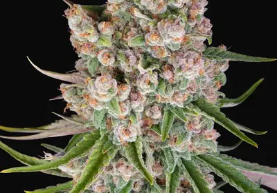 GMO Auto