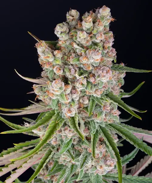GMO Auto