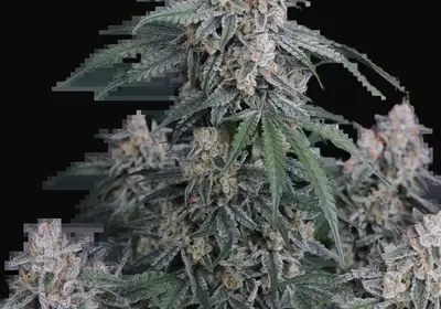 GMO Auto