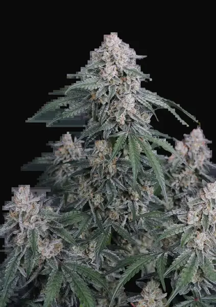 GMO Auto