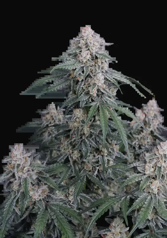 GMO Auto