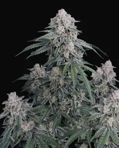 GMO Auto