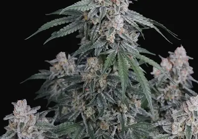 GMO Auto