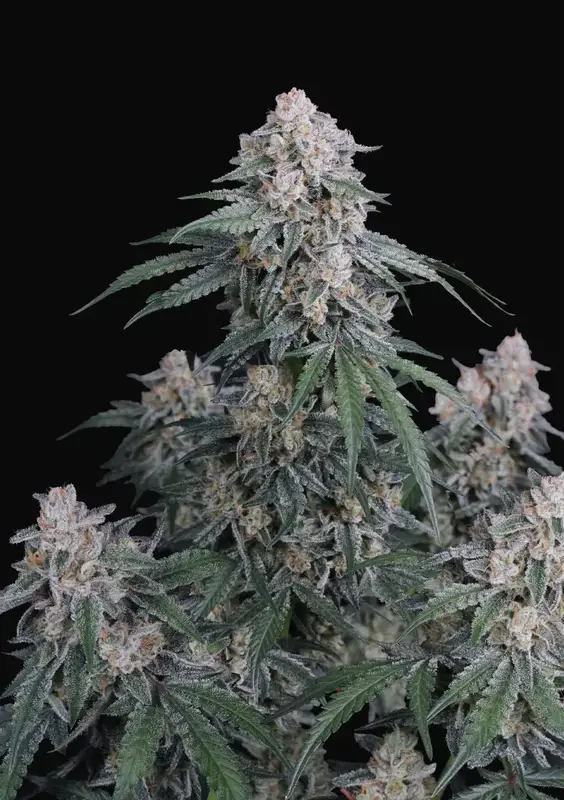 GMO Auto
