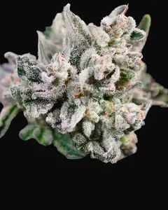 GMO Bomb Fast