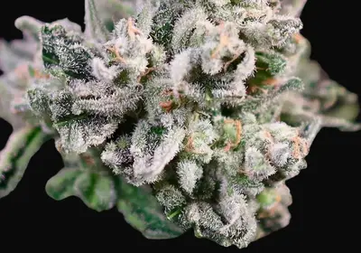 GMO Bomb Fast