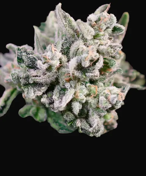 GMO Bomb Fast