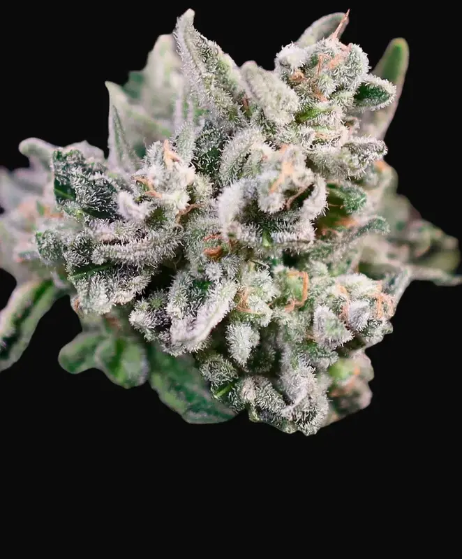 GMO Bomb Fast