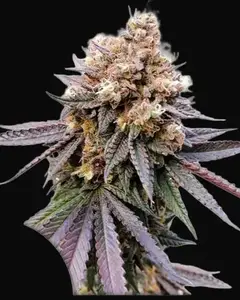 GMO Fast