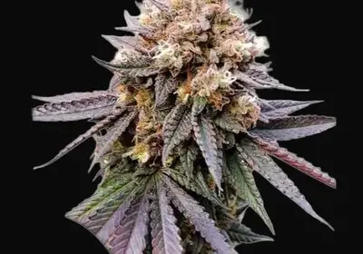 GMO Fast