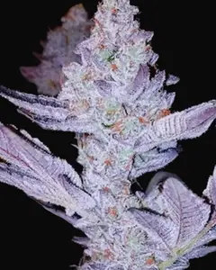 GMO Zkittlez F1