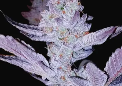 GMO Zkittlez F1