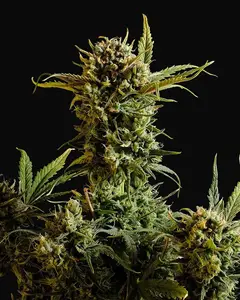 Gnomo Auto