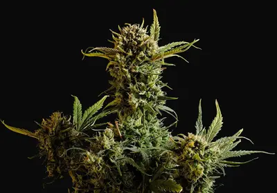 Gnomo Auto