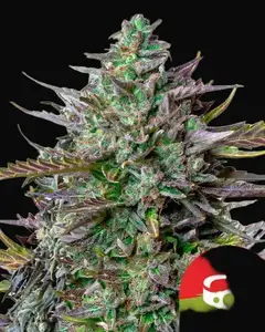 GOAT'lato auto