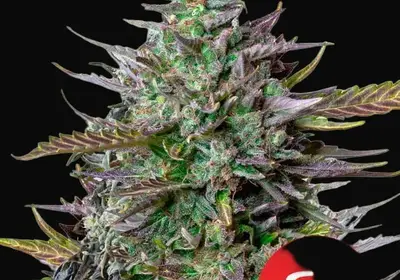 GOAT'lato auto