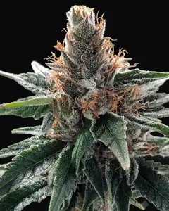 God's Glue