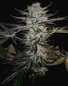 Godzilla Glue