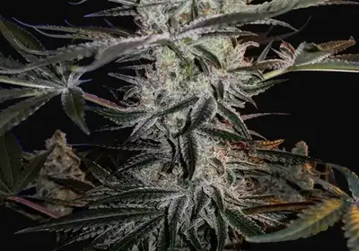 Godzilla Glue