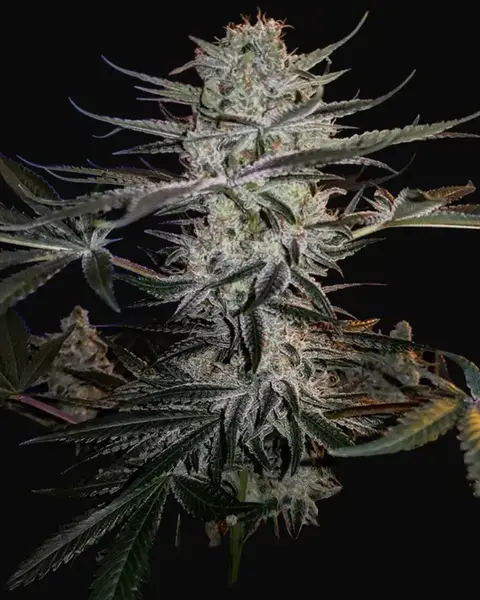 Godzilla Glue