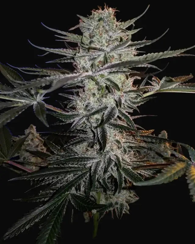 Godzilla Glue