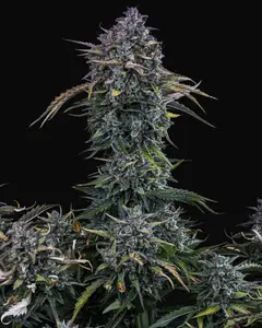 Gold Glue Auto