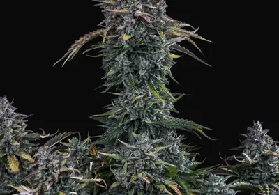 Gold Glue Auto