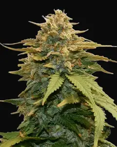 Gold Leaf Auto