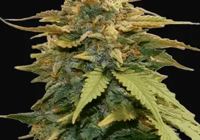 Gold Leaf Auto