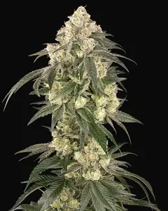Gold Line Z Feminized