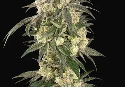 Gold Line Z Feminized