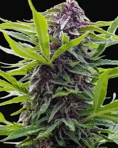 Gold Rush Outdoor