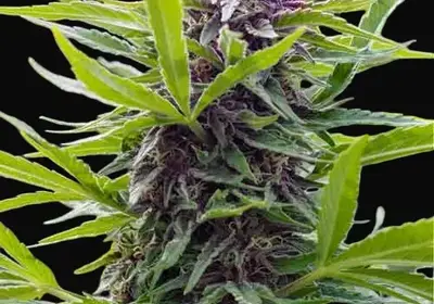 Gold Rush Outdoor