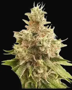 Golden Apple Haze