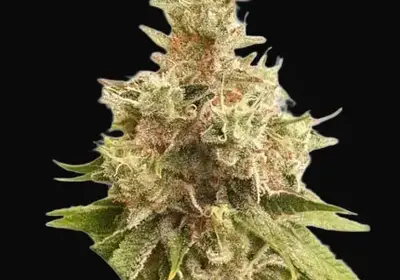 Golden Apple Haze