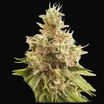 Golden Apple Haze
