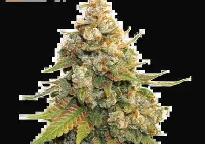 Golden Lemon Haze