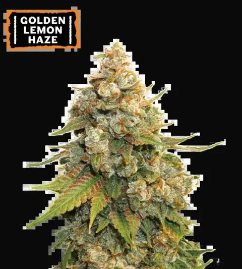 Golden Lemon Haze
