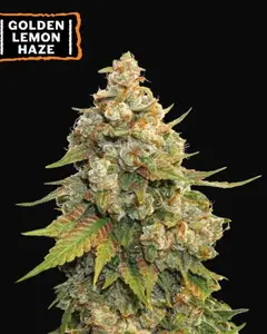 Golden Lemon Haze
