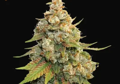 Golden Lemon Haze