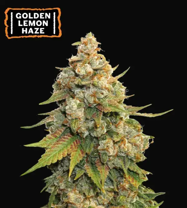 Golden Lemon Haze