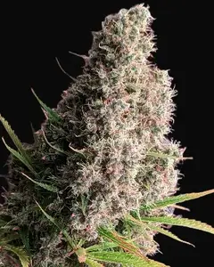 Golden Tiger Regular