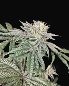 Golden Truffle