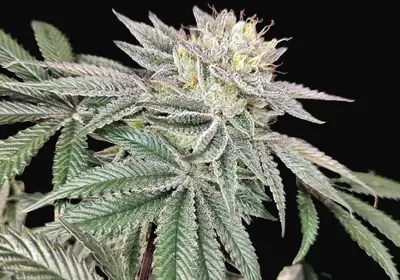 Golden Truffle
