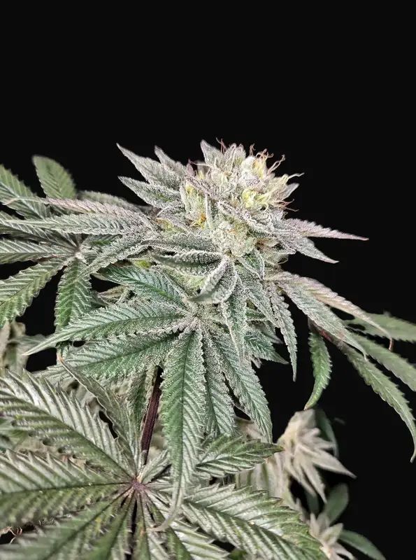 Golden Truffle