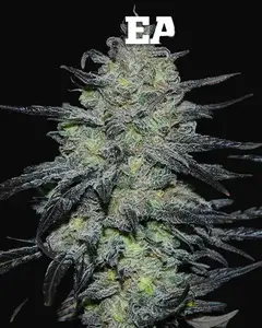 Golosa Early Version