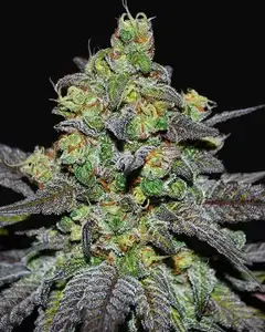 Golosa XL Auto