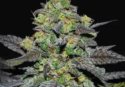 Golosa XL Auto