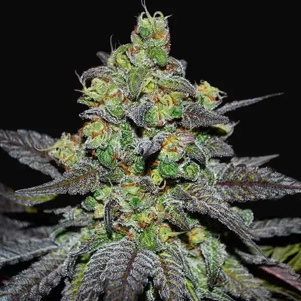 Golosa XL Auto