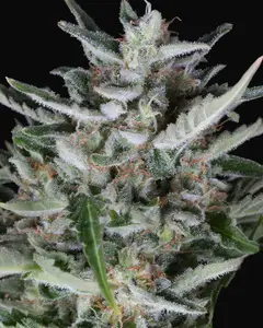 Gorilla Autoflowering